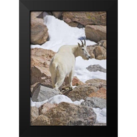 CO, Mount Evans Mountain goat standing on rocks Black Modern Wood Framed Art Print by Lord, Fred