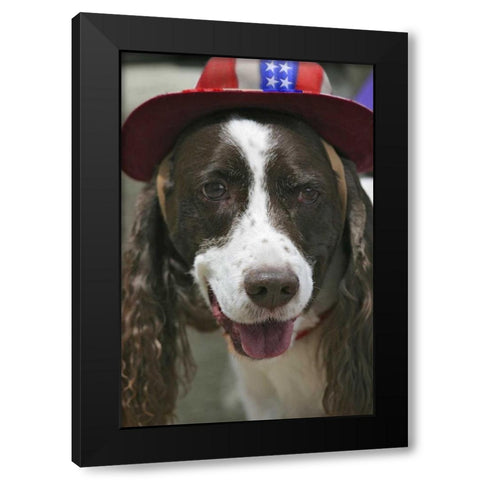 CO, Frisco Dog in a July Fourth parade Black Modern Wood Framed Art Print by Lord, Fred