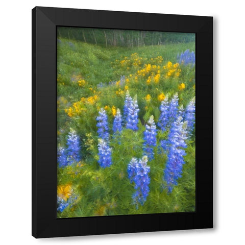 CO, Crested Butte Lupines and sunflowers, spring Black Modern Wood Framed Art Print with Double Matting by Rotenberg, Nancy