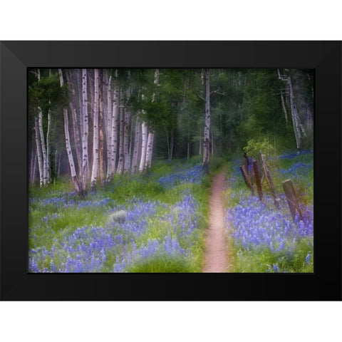 CO, Crested Butte Fenced trail through lupine Black Modern Wood Framed Art Print by Rotenberg, Nancy