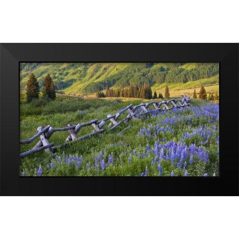CO, Crested Butte Fence in a mountain valley Black Modern Wood Framed Art Print by Rotenberg, Nancy