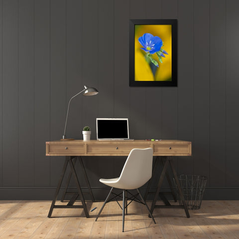 Colorado Cranesbill geranium flower in spring Black Modern Wood Framed Art Print by Rotenberg, Nancy
