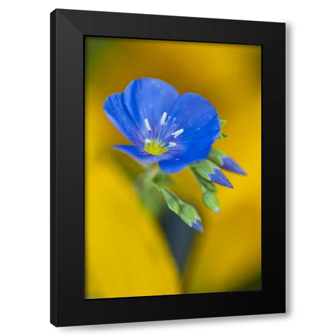 Colorado Cranesbill geranium flower in spring Black Modern Wood Framed Art Print with Double Matting by Rotenberg, Nancy