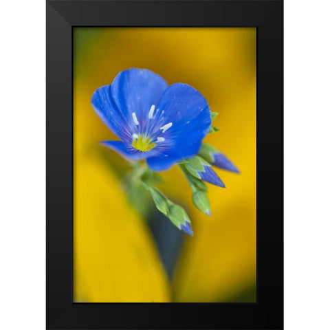 Colorado Cranesbill geranium flower in spring Black Modern Wood Framed Art Print by Rotenberg, Nancy
