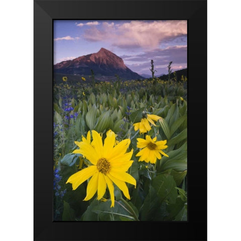 CO, Crested Butte Flowers by Mt Crested Butte Black Modern Wood Framed Art Print by Rotenberg, Nancy