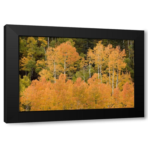 CO, Uncompahgre NF Grove of orange-tinged aspens Black Modern Wood Framed Art Print with Double Matting by Grall, Don