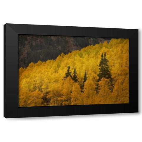 CO, Rocky Mts A ridge of aspen trees in autumn Black Modern Wood Framed Art Print with Double Matting by Grall, Don