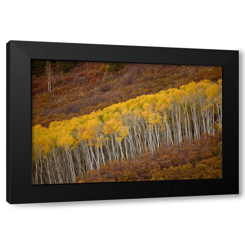 CO, Gunnison NP Autumn trees in Black Canyon Black Modern Wood Framed Art Print with Double Matting by Grall, Don