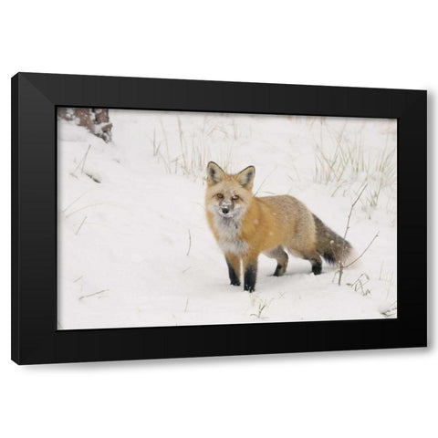 CO, Pike NF A red fox with snow on its muzzle Black Modern Wood Framed Art Print with Double Matting by Grall, Don