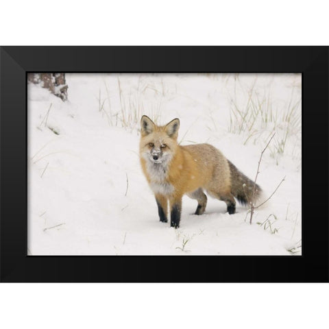 CO, Pike NF A red fox with snow on its muzzle Black Modern Wood Framed Art Print by Grall, Don