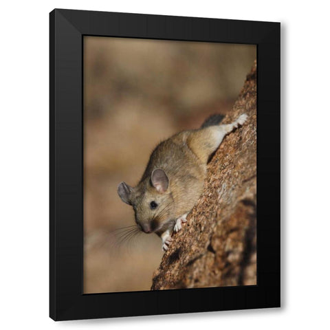 CO, Pike NF Bushy-tailed woodrat on a tree Black Modern Wood Framed Art Print with Double Matting by Grall, Don