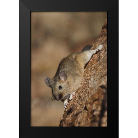 CO, Pike NF Bushy-tailed woodrat on a tree Black Modern Wood Framed Art Print by Grall, Don