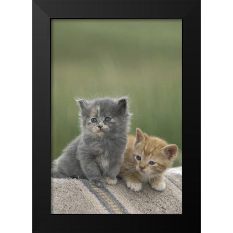 CO, Divide Barn kittens pose on a horse blanket Black Modern Wood Framed Art Print by Grall, Don