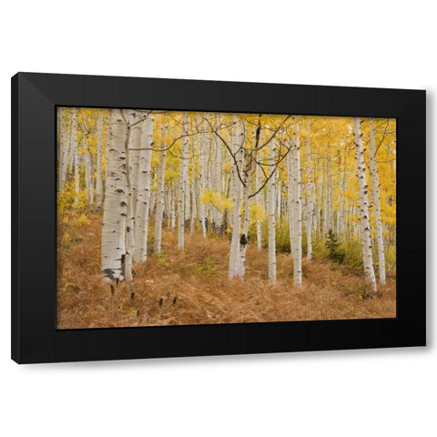 CO, Gunnison NF, Ohio Pass Aspen forest Black Modern Wood Framed Art Print by Grall, Don
