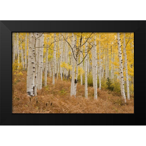 CO, Gunnison NF, Ohio Pass Aspen forest Black Modern Wood Framed Art Print by Grall, Don