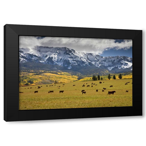 CO, Uncompahgre NF, Hastings Mesa Cattle grazing Black Modern Wood Framed Art Print by Grall, Don