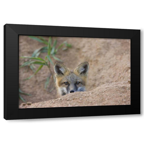 Colorado, Pike NF Shy red fox kit near den site Black Modern Wood Framed Art Print by Grall, Don