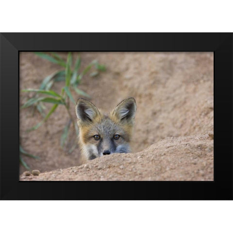 Colorado, Pike NF Shy red fox kit near den site Black Modern Wood Framed Art Print by Grall, Don