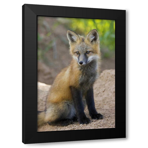 Colorado, Pike NF Red fox kit near den site Black Modern Wood Framed Art Print with Double Matting by Grall, Don