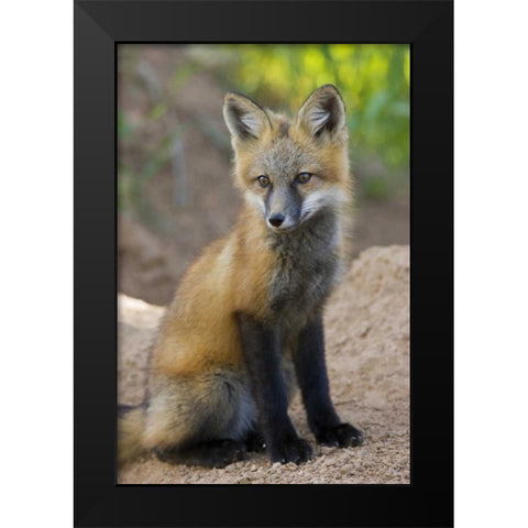 Colorado, Pike NF Red fox kit near den site Black Modern Wood Framed Art Print by Grall, Don