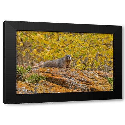 CO, Rocky Mts Yellow-bellied marmot on an autumm Black Modern Wood Framed Art Print by Illg, Cathy and Gordon