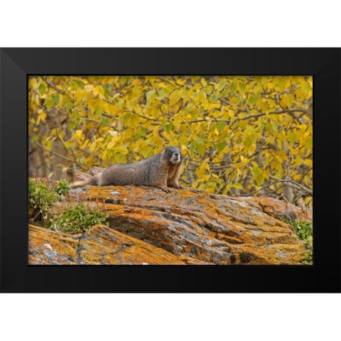 CO, Rocky Mts Yellow-bellied marmot on an autumm Black Modern Wood Framed Art Print by Illg, Cathy and Gordon