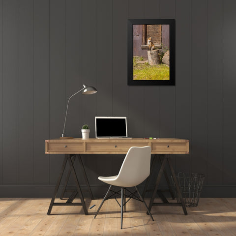 CO, Breckenridge Young fox sitting on log  Black Modern Wood Framed Art Print by Lord, Fred