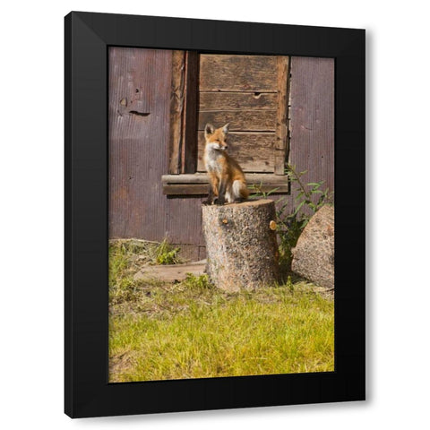 CO, Breckenridge Young fox sitting on log  Black Modern Wood Framed Art Print with Double Matting by Lord, Fred