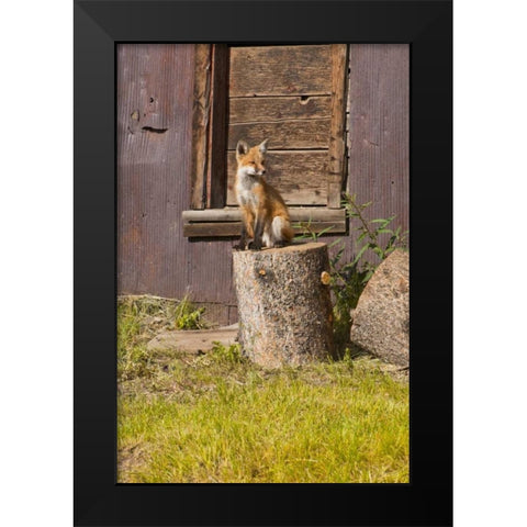 CO, Breckenridge Young fox sitting on log  Black Modern Wood Framed Art Print by Lord, Fred