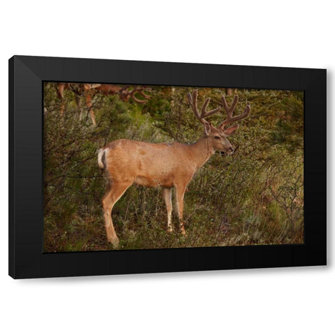 CO, Pike NF Mule deer buck with velvet antlers Black Modern Wood Framed Art Print with Double Matting by Grall, Don
