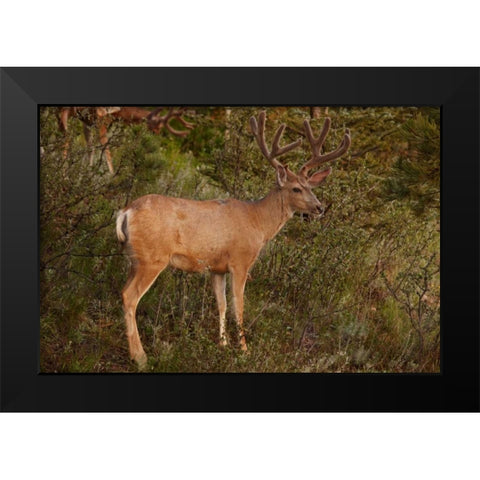 CO, Pike NF Mule deer buck with velvet antlers Black Modern Wood Framed Art Print by Grall, Don