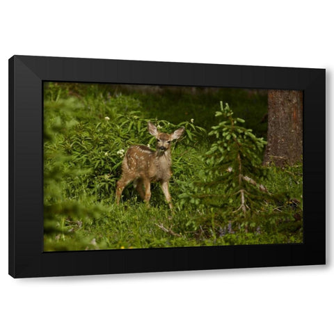 CO, White River NF Mule deer fawn in forest Black Modern Wood Framed Art Print with Double Matting by Grall, Don