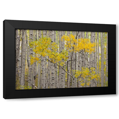 CO, White River NF A stand of aspens in autumn Black Modern Wood Framed Art Print with Double Matting by Grall, Don