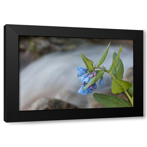 CO Mountain bluebells beside a rushing creek Black Modern Wood Framed Art Print by Grall, Don