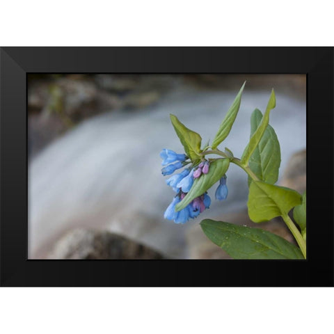 CO Mountain bluebells beside a rushing creek Black Modern Wood Framed Art Print by Grall, Don