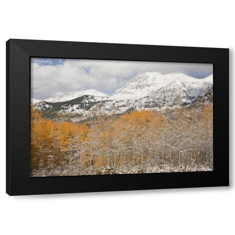 CO, Gunnison NF Aspens after a snowstorm Black Modern Wood Framed Art Print by Grall, Don