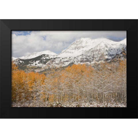 CO, Gunnison NF Aspens after a snowstorm Black Modern Wood Framed Art Print by Grall, Don