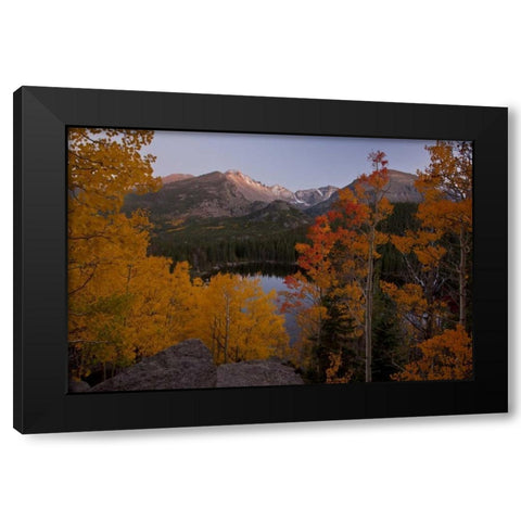 CO, Rocky Mts Aspen trees frame Longs Peak Black Modern Wood Framed Art Print with Double Matting by Grall, Don