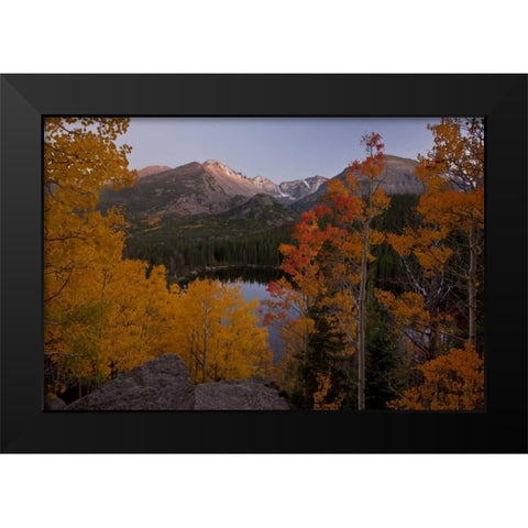 CO, Rocky Mts Aspen trees frame Longs Peak Black Modern Wood Framed Art Print by Grall, Don