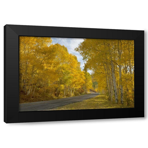 CO, Black Canyon, Road through fall trees Black Modern Wood Framed Art Print with Double Matting by Grall, Don