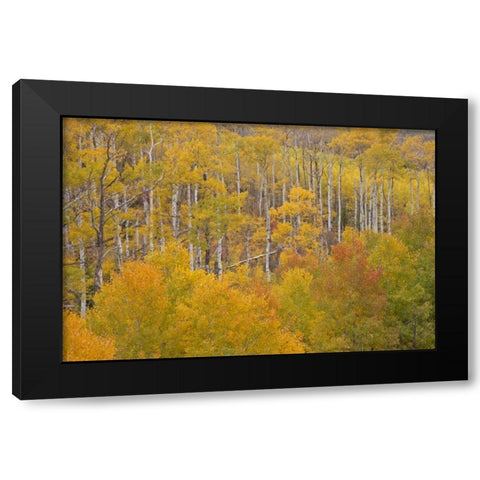 CO, White River NF Aspen grove in autumn foliage Black Modern Wood Framed Art Print by Grall, Don