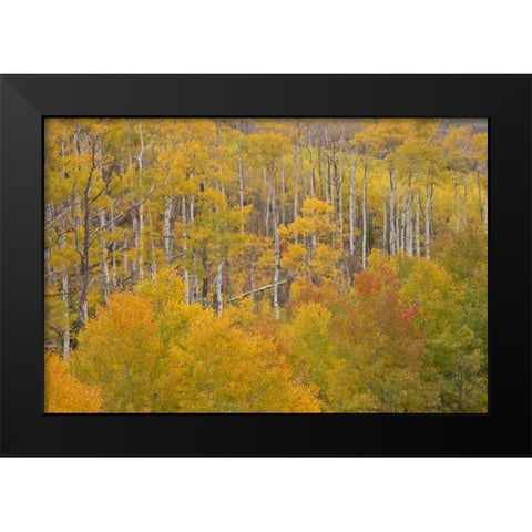 CO, White River NF Aspen grove in autumn foliage Black Modern Wood Framed Art Print by Grall, Don