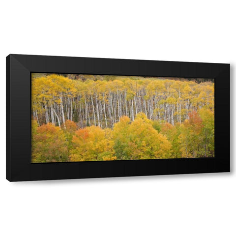CO, White River NF Aspen grove in autumn foliage Black Modern Wood Framed Art Print with Double Matting by Grall, Don