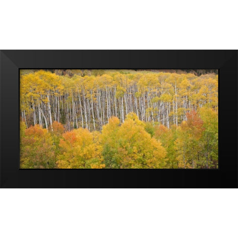 CO, White River NF Aspen grove in autumn foliage Black Modern Wood Framed Art Print by Grall, Don