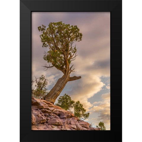 CO, Fruita Juniper at sunrise in Colorado NM Black Modern Wood Framed Art Print by Lord, Fred