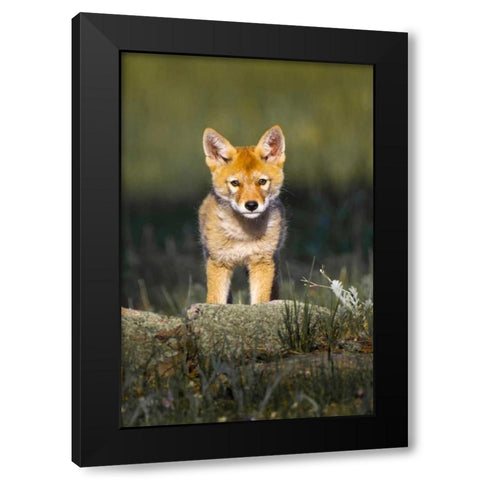 Colorado, Rocky Mountain NP Curious young coyote Black Modern Wood Framed Art Print by Lord, Fred