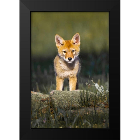 Colorado, Rocky Mountain NP Curious young coyote Black Modern Wood Framed Art Print by Lord, Fred