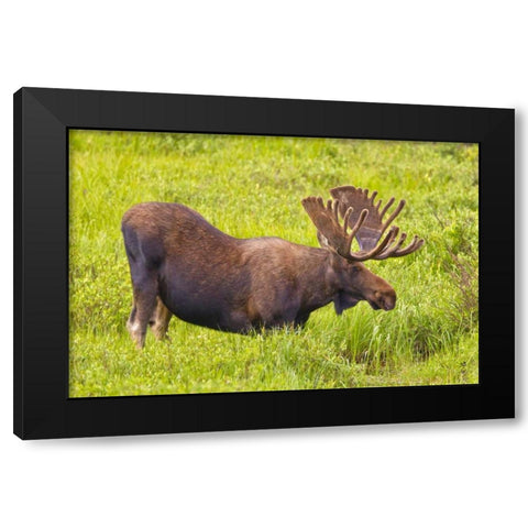 CO, Cameron Pass Bull moose with velvet antlers Black Modern Wood Framed Art Print with Double Matting by Lord, Fred