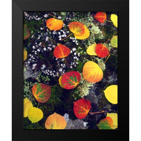 CO, Aspen leaves on a lichen covered rock Black Modern Wood Framed Art Print by Talbot Frank, Christopher
