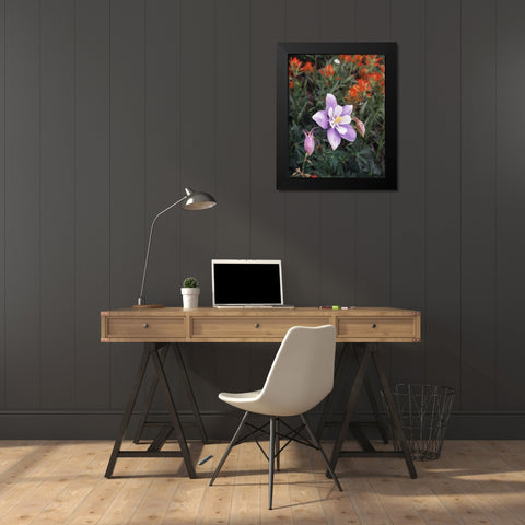 CO, Columbine flower in Yankee Boy Basin Black Modern Wood Framed Art Print by Talbot Frank, Christopher